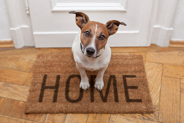 pet-friendly-remodeling-welcome-mat-750x500-600x400